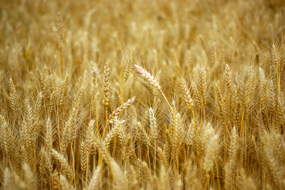 A field of wheat